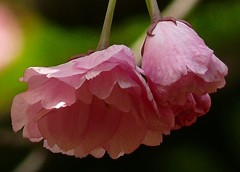 関山(カンザン)［薔薇科］