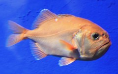 ハシキンメ