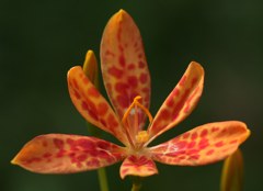 檜扇、烏扇［文目科］