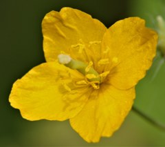 草の黄、瘡の王、草の王［芥子科］