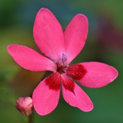 姫檜扇［文目科］