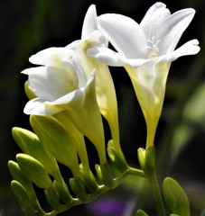 菖蒲水仙、浅黄水仙、香雪蘭、フリージア［文目科］