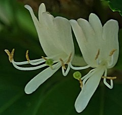 吸葛、 忍冬［吸葛科］