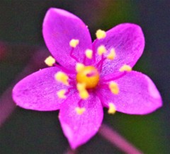爆蘭(ハゼラン)、三時草、三時花、花火草、コーラル・フラワー、米花蘭