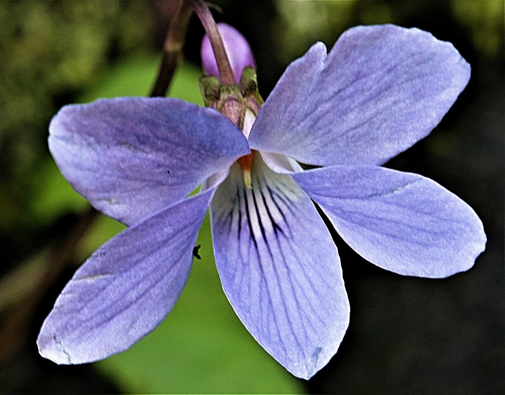 立坪菫、立壺菫「菫科」