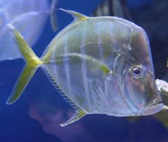 シロガネアジ、ルックダウン