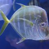 シロガネアジ、ルックダウン