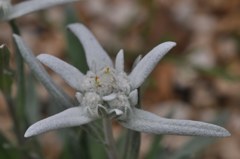 西洋薄雪草、エーデルワイス(高貴な白)［菊科］