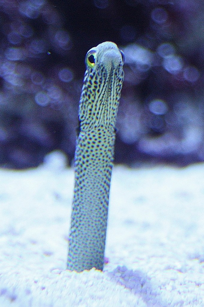 狆穴子、珍穴子