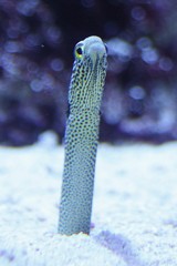 狆穴子、珍穴子