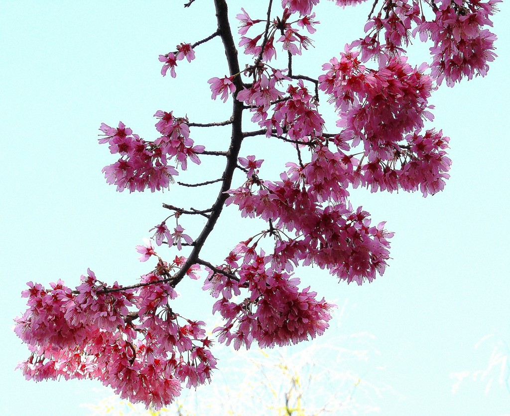 阿亀桜［薔薇科］