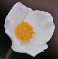 白雪芥子、スノーポピー［罌粟科］