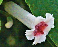 屁糞葛、灸花、早乙女花、馬喰わず［茜科］