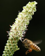 長穂白吾亦紅、長穂白吾木香 ［薔薇科］