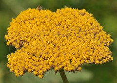 黄花鋸草、イエローヤロウ(黄色の神聖な)［菊科］