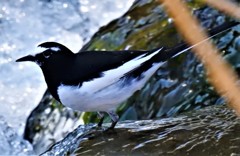 背黒鶺鴒