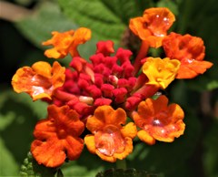 ランタナ、七変化、紅黄花［熊葛科］