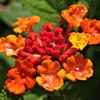 ランタナ、七変化、紅黄花［熊葛科］