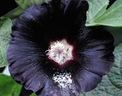 黒立葵、ブラックマロウ、ブラックホリホック［葵科］