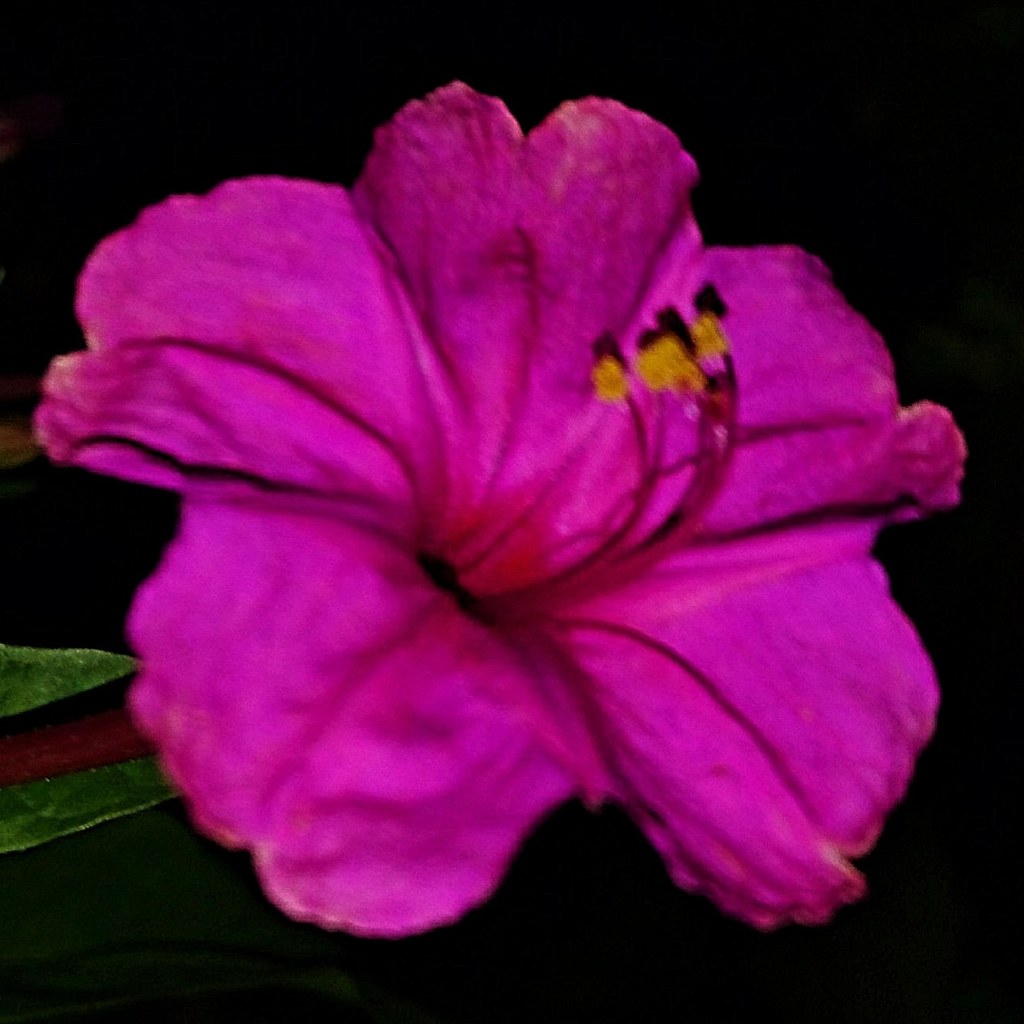 白粉花、白粧花、夕化粧［白粉花科］