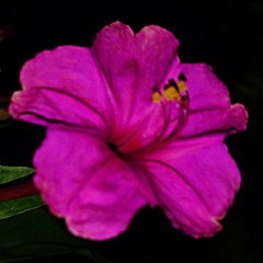 白粉花、白粧花、夕化粧［白粉花科］
