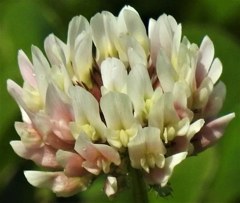 紫雲英／翹揺(ゲンゲ)、 蓮華草［豆科］