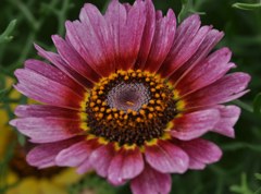 花輪菊、三色加密列(カミツレ)[カモミール]［菊科］