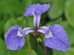 檜扇菖蒲［文目科］