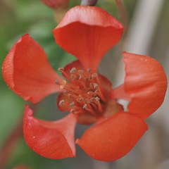 草木瓜、地梨［薔薇科］