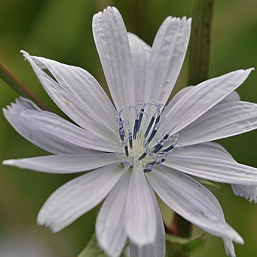 菊苦菜、チコリ［菊科］