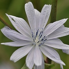 菊苦菜、チコリ［菊科］