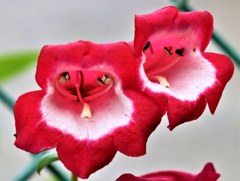 狐の手袋 、ジギタリス［大葉子科］