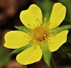 蛇苺、毒苺［薔薇科］