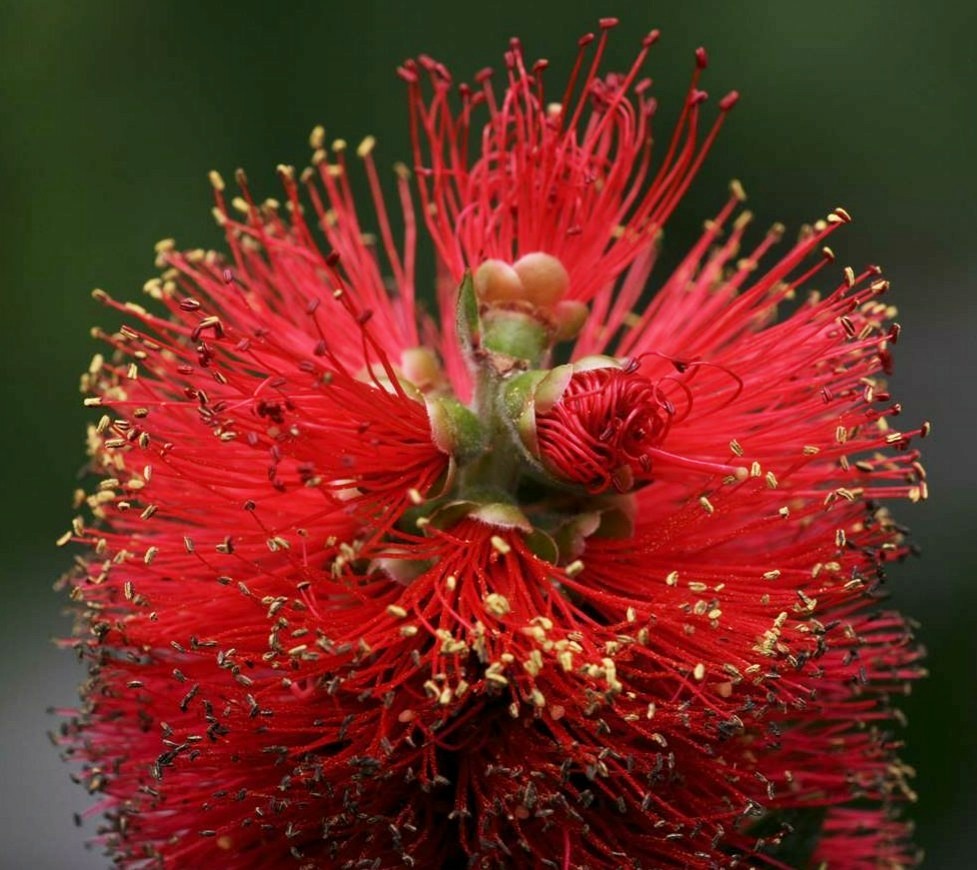 金宝樹、花槙、ブラシの木［蒲桃(ふともも)科］