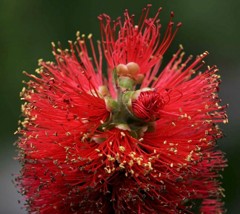 金宝樹、花槙、ブラシの木［蒲桃(ふともも)科］