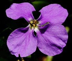 大紫羅欄花(オオアラセイトウ)、諸葛菜、紫花菜、花大根［油菜科］ 