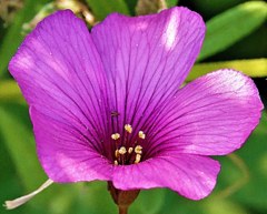芋片喰、節根花片喰［片喰科］