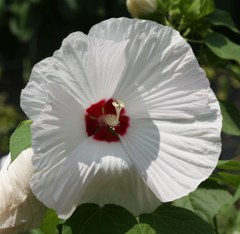 アメリカ芙蓉、草芙蓉［葵科］