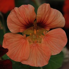 金蓮花、凌霄葉蓮(ノウゼンハレン)、ナスタチウム（鼻曲がる) ［凌霄葉蓮科］