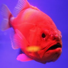 恵比寿鯛