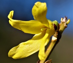 連翹(レンギョウ)［木犀科］