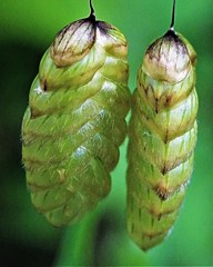 小判草［稲科］