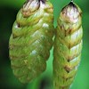 小判草［稲科］