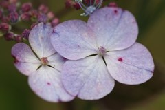 甘茶［紫陽花科］