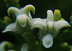 児の手柏、側柏［檜科］