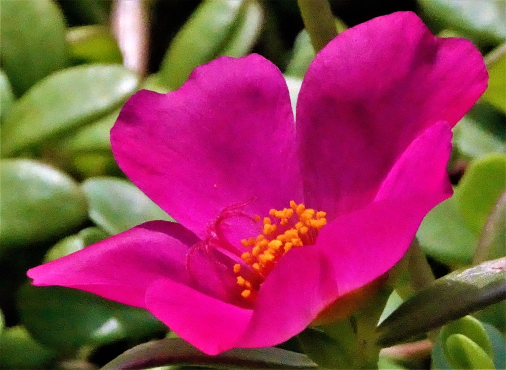 花滑莧(ハナスベリヒユ)、ポーチュラカ［滑莧科］