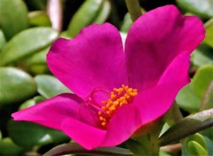 花滑莧(ハナスベリヒユ)、ポーチュラカ［滑莧科］