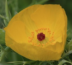 薊芥子、メキシカンポピー［罌粟科］