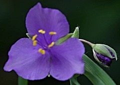 紫露草［露草科］