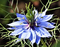 黒種草、ニゲラ［金鳳花科］